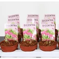 Nagy szívvirágDICENTRA SPECTABILIS FAJTÁK CS10,5