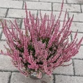 Csarab     CALLUNA VULGARIS GARDEN GIRLS 20/25 CS12