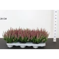 Csarab     CALLUNA VULGARIS GARDEN GIRLS CS9,5
