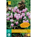 Virághagyma ciklámen VIRÁGHAGYMA CYCLAMEN HEDERIFOLIUM 2DB/CSOMAG JUB 112350