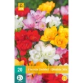 Virághagyma frézia VIRÁGHAGYMA FREESIA DOUBLE MIX 15DB/CSOMAG JUB 112880