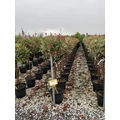 Örökzöld korallberkenye   PHOTINIA FRASERI PINK MARBLE T1/2 K18