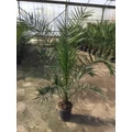 Datolyapálma PHOENIX CANARIENSIS K7