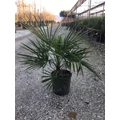 Kínai kenderpálma CHAMAEROPS EXCELSA K10