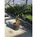 Kínai kenderpálma  CHAMAEROPS EXCELSA 80/100 K20