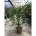 Törpe lószőrpálma CHAMAEROPS HUMILIS COMPACTA K12