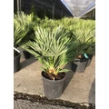 Törpe lószőrpálmaCHAMAEROPS HUMILIS COMPACTA K7