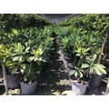 Papírcserje    EDGEWORTHIA CHRYSANTHA RED DRAGON K15