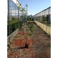 Acacia ACACIA MIMOSA DEALBATA K5