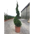 Arany lombú leyland ciprus CUPRESSOCYPARIS LEYLANDII CASTLEWELLAN GOLD SPIRÁL K14