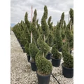 Leyland ciprus   CUPRESSOCYPARIS LEYLANDII SPIRÁL K55