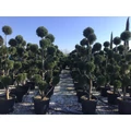 Leyland ciprus   CUPRESSOCYPARIS LEYLANDII POM-PON K55