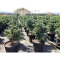 Japán fehérfenyő PINUS PARVIFLORA GLAUCA K18