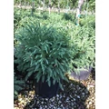 Törpe japán szugifenyő  CRYPTOMERIA JAPONICA GLOBOSA NANA K10
