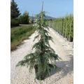 Kék terülő himalájai cédrus CEDRUS DEODARA FEELIN BLUE 125/150 K25