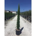 Európai ciprus   CUPRESSUS SEMPERVIRENS TOTEM 125/150 K12