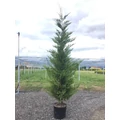 Leyland ciprus   CUPRESSOCYPARIS LEYLANDII 150/175 K15