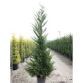 Leyland ciprus   CUPRESSOCYPARIS LEYLANDII 200/250 EXTRA K25
