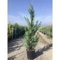 Leyland ciprus   CUPRESSOCYPARIS LEYLANDII 125/150 K10