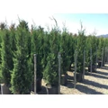 Leyland ciprus  CUPRESSOCYPARIS LEYLANDII PYRAMIDALIS 150/175 EXTRA K15
