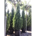 Leyland ciprus   CUPRESSOCYPARIS LEYLANDII PYRAMIDALIS 200/250 K30