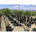 Mandulafenyő    PINUS PINEA T1/2 6/8 K15
