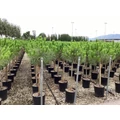 Mandulafenyő    PINUS PINEA T1/2 K25