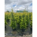 Arany lombú leyland ciprus CUPRESSOCYPARIS LEYLANDII GOLD RIDER 125/150 EXTRA K15