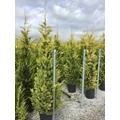 Arany lombú leyland ciprus CUPRESSOCYPARIS LEYLANDII GOLD RIDER 175/200 K25