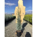 Oszlopos, kék arizoniai ciprus CUPRESSUS ARIZONICA FASTIGIATA 125/150 K10
