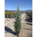 Oszlopos, kék arizoniai ciprus CUPRESSUS ARIZONICA FASTIGIATA 175/200 K18