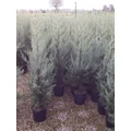 Oszlopos, kék arizoniai ciprus CUPRESSUS ARIZONICA FASTIGIATA K7