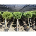 Törpe japán szugifenyő  CRYPTOMERIA JAPONICA GLOBOSA NANA T1/2 K18