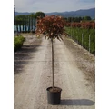 Örökzöld korallberkenye   PHOTINIA FRASERI RED ROBIN T1/2 K15