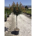 Örökzöld korallberkenye   PHOTINIA X FRASERI CARRE ROUGE T1/2 K15