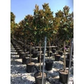 Örökzöld liliomfa   MAGNOLIA GRANDIFLORA LITTLE GEM T1/2 K25