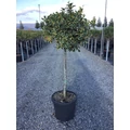 Közönséges magyal   ILEX AQUIFOLIUM ARGENTEOMARGINATA T1/2 K18