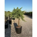 Fövenyboróka   JUNIPERUS CONFERTA BLUE PACIFIC T1/4 K18 