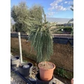 Kúszó rozmaring ROSMARINUS OFFICINALIS PROSTRATA T1/2 K14