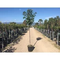 Japán díszcseresznye   PRUNUS SERRULATA KANZAN T1/2 K18