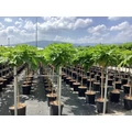 Gömb szivarfa   CATALPA BIGNONIOIDES NANA T1/2 K15