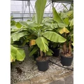 Télálló banán MUSA DWARF CAVENDISH 125/150 K70