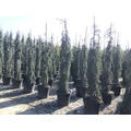 Libanoni cédrus   CEDRUS LIBANI BLUE FONTAIN 200/250 K55