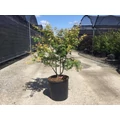 Japán juhar ACER PALMATUM KATSURA K18