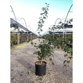 Japán juhar ACER PALMATUM K10