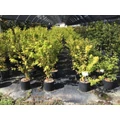 Japán juhar ACER PALMATUM BI-HOO K10