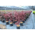 Japán juhar ACER PALMATUM FIREGLOW K10