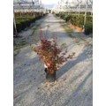 Japán juhar ACER PALMATUM ORANGE DREAM K10