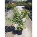 Japán juhar ACER PALMATUM SANGO KAKU K10