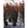 Japán juhar ACER PALMATUM SKEETER'S BROOM K10